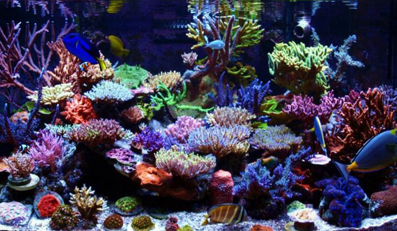 Guide to LPS Corals - Simplicity Aquatics