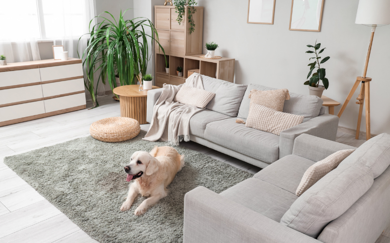 Pet-Friendly Living, Interior Design, Living Room Ideas, Home Furniture, Sofa Covers, Washable Fabrics, Pet Owners