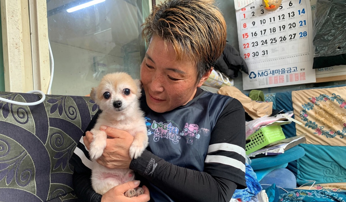 South Korea to grant legal status to animals to tackle abuse
